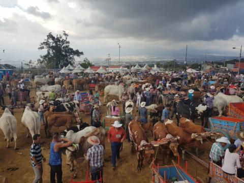 Día del Boyero - Marzo - 2019 Día del Boyero - Marzo - 2019