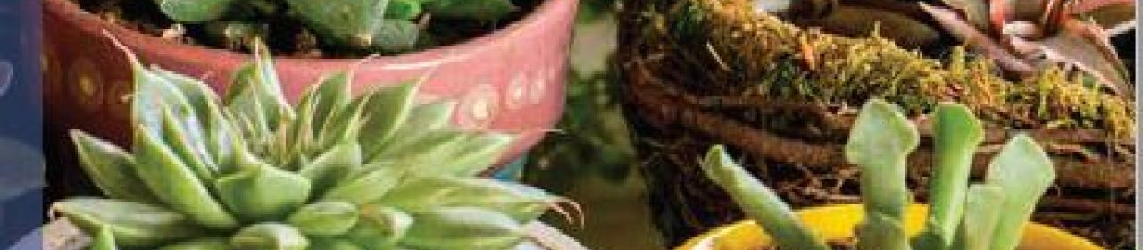 Crear Empresa