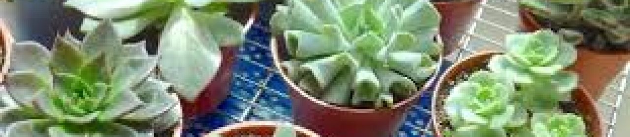 Crear Empresa